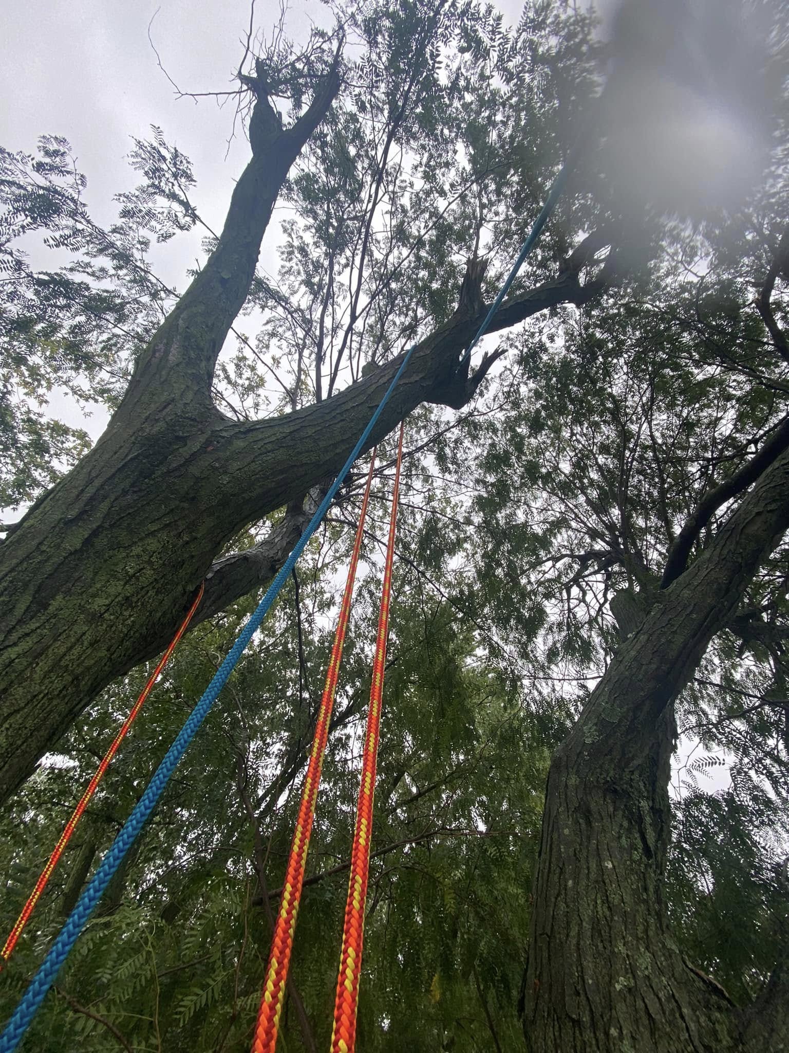 Rigging ropes staged for heavy limb removal