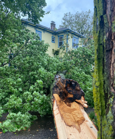Split tree taken down safely in front yard