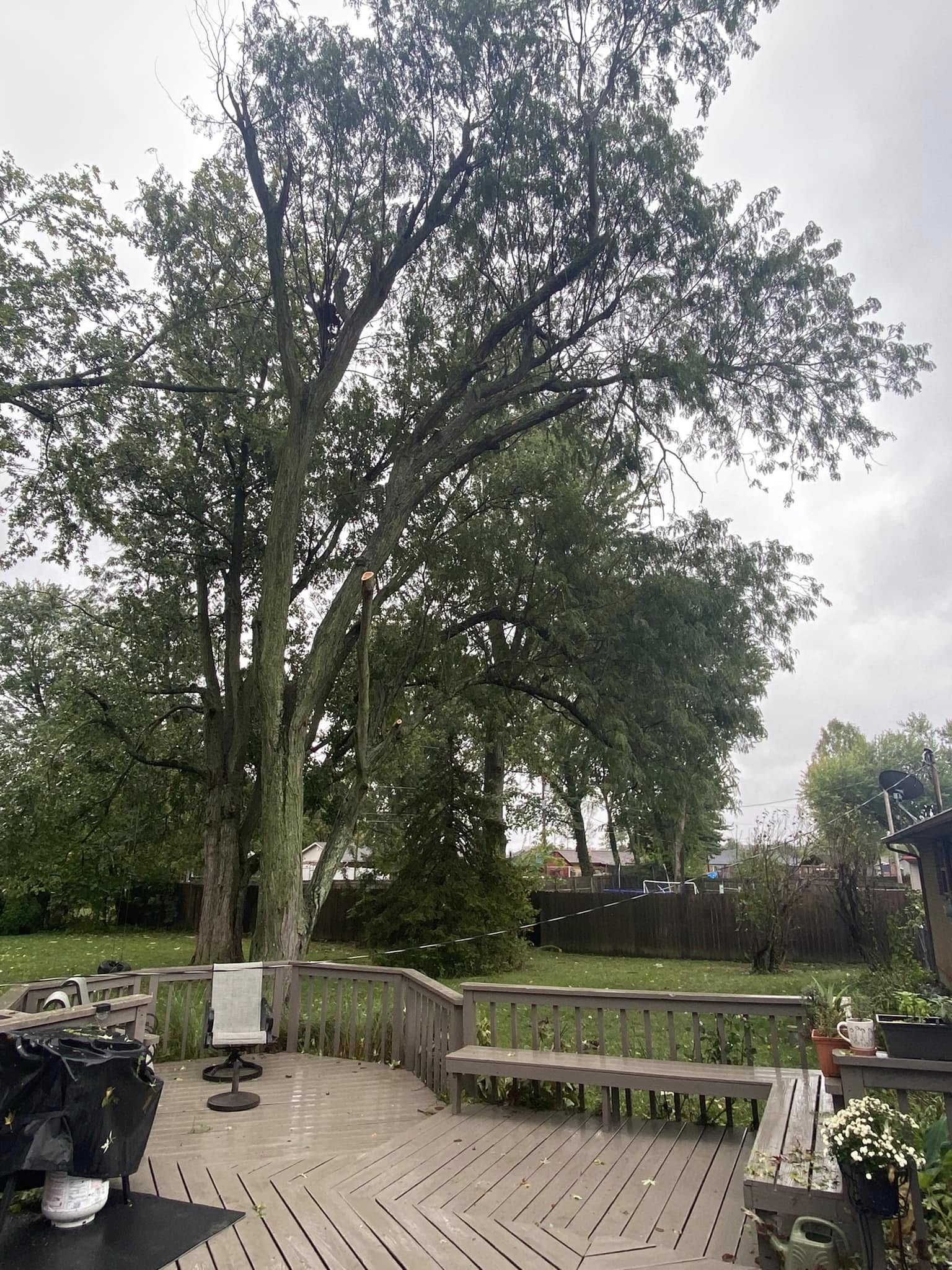 Backyard cleared after tree service