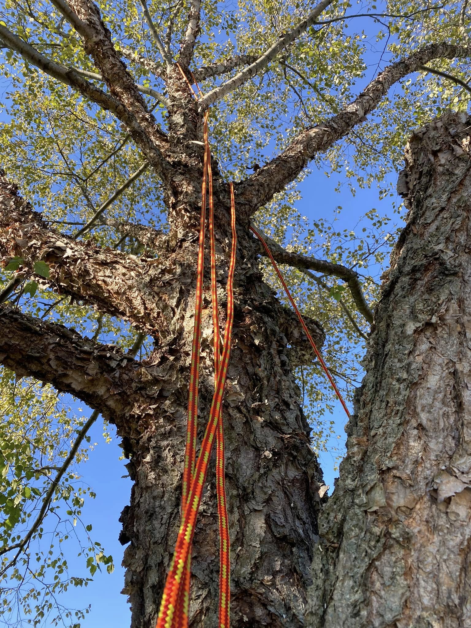 Rigging lines set on large tree for controlled removal