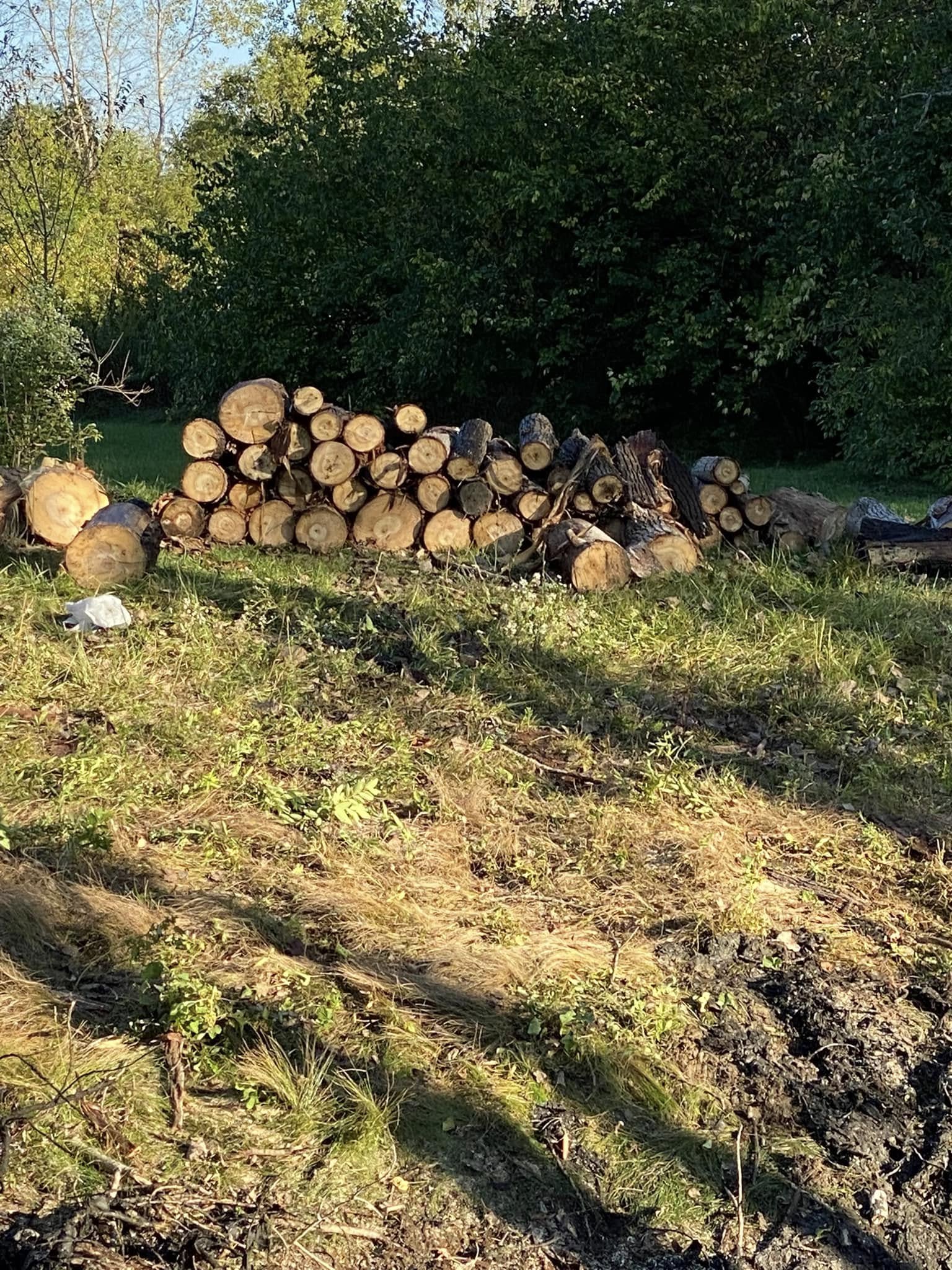 Cut logs stacked after tree removal