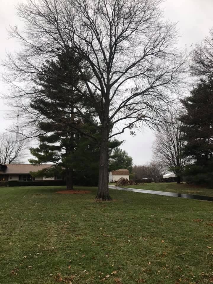 Large tree standing in a cleaned yard