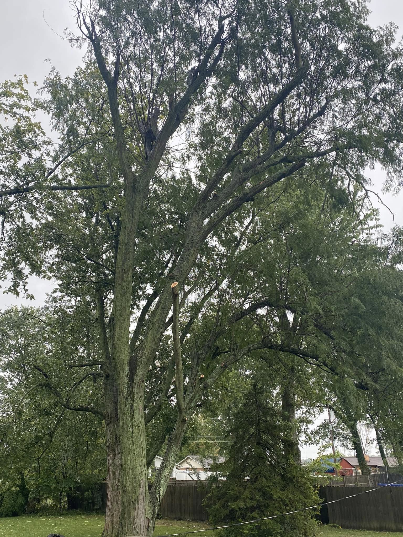 Mature tree standing after canopy cleanup
