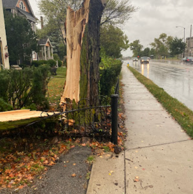 Storm-broken tree along a Miami Valley sidewalk