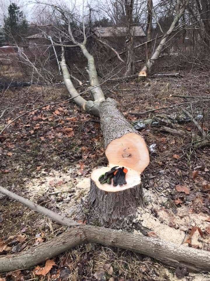Large trunk sectioned safely to the ground