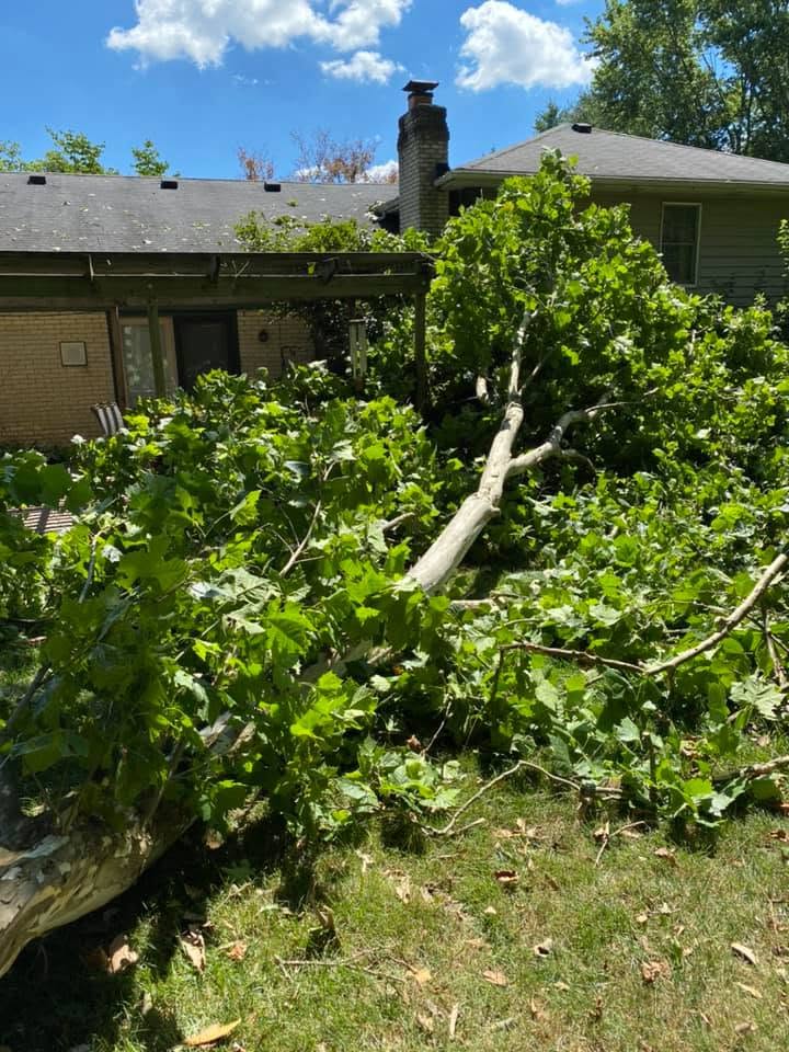 Fallen residential tree ready for removal