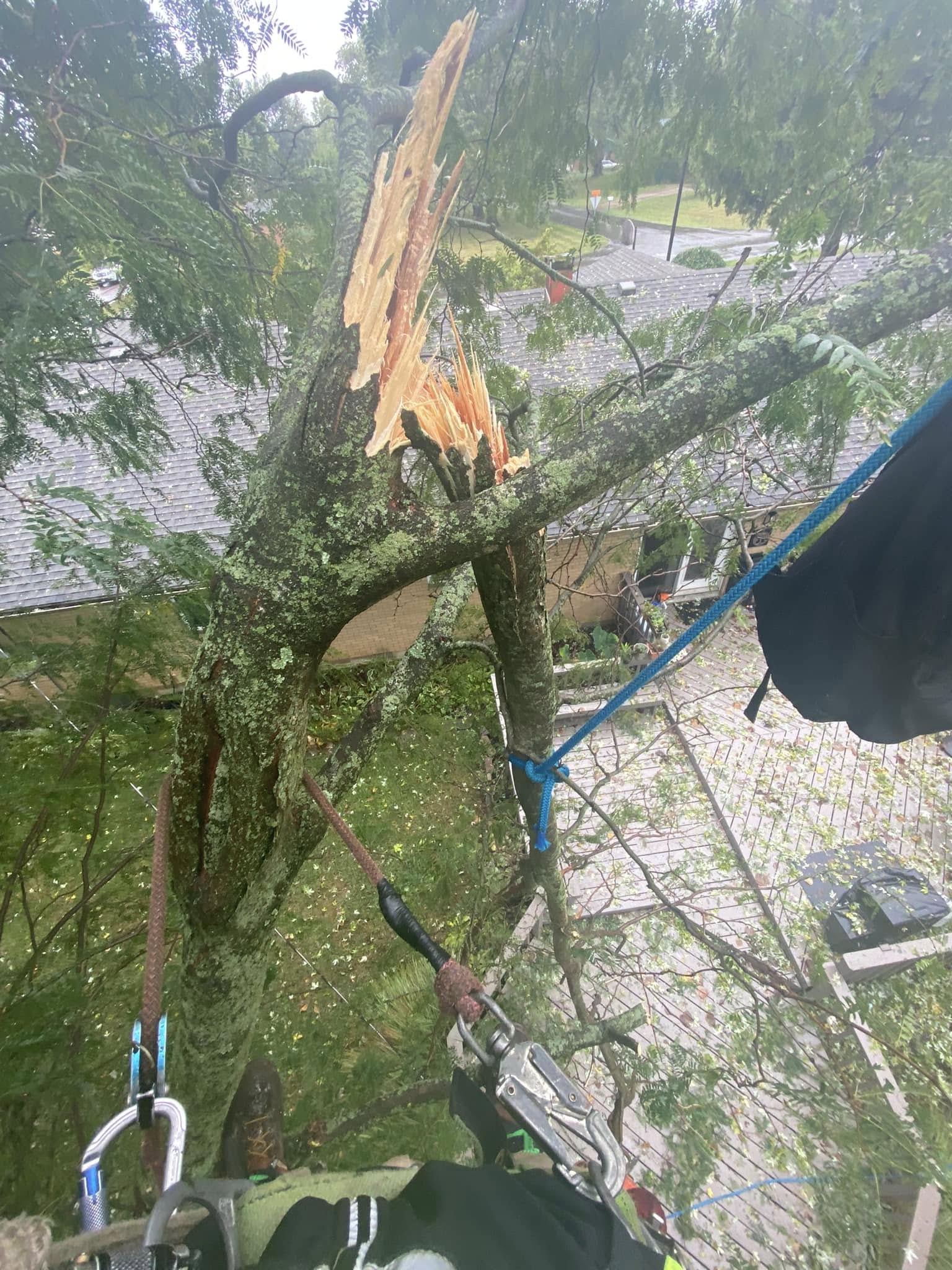 Climber rigging a heavy limb over a rooftop