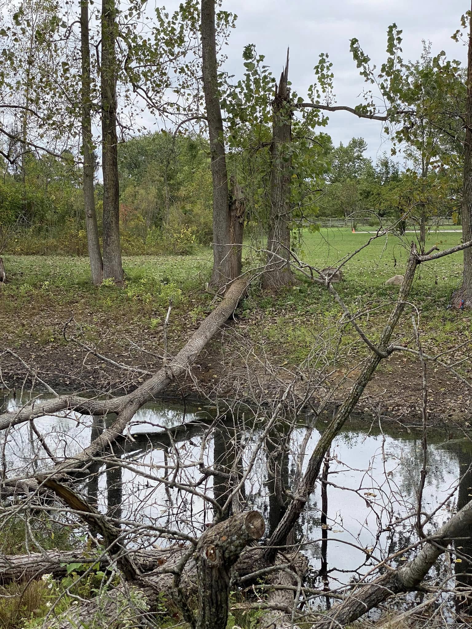 Downed tree across a Miami Valley property