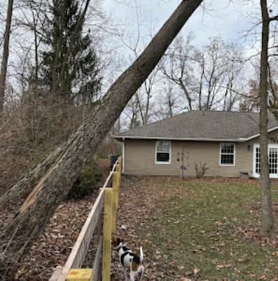 Tree leaning on backyard fence before removal
