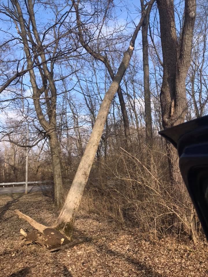 Leaning tree cut safely at the base