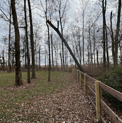 Wooded property line cleared and cleaned
