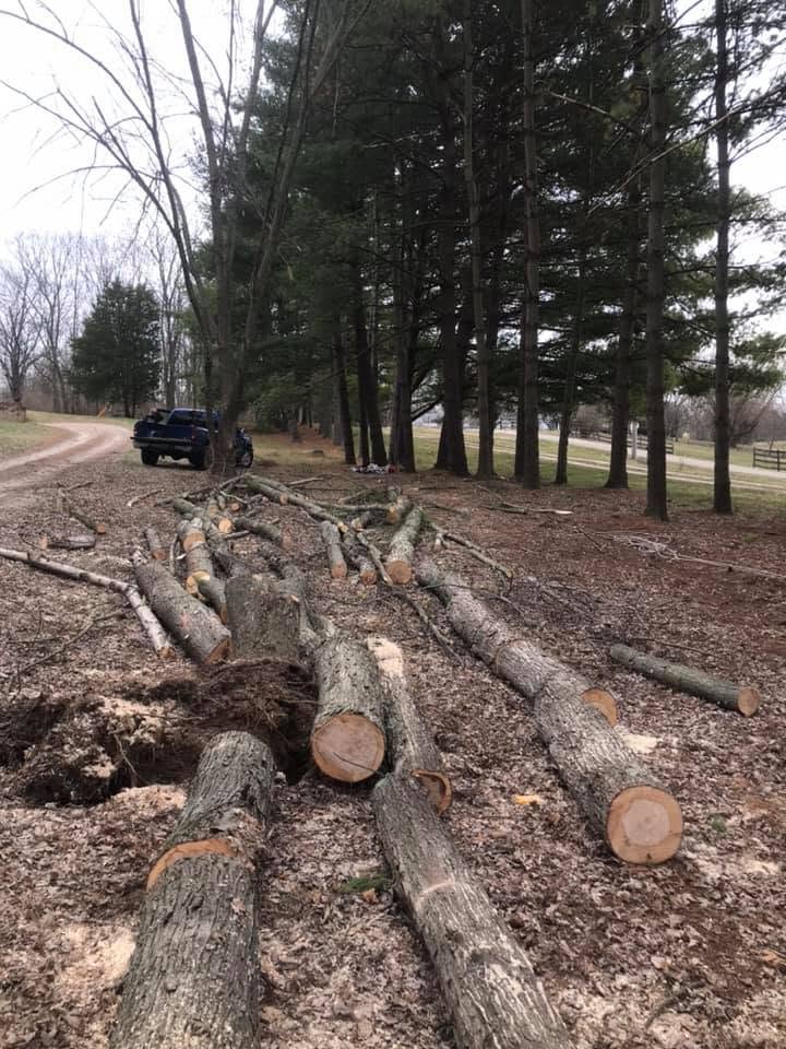 Roadside logs cut and stacked after removal