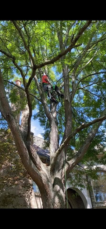Climber ascending tree for sectional removal