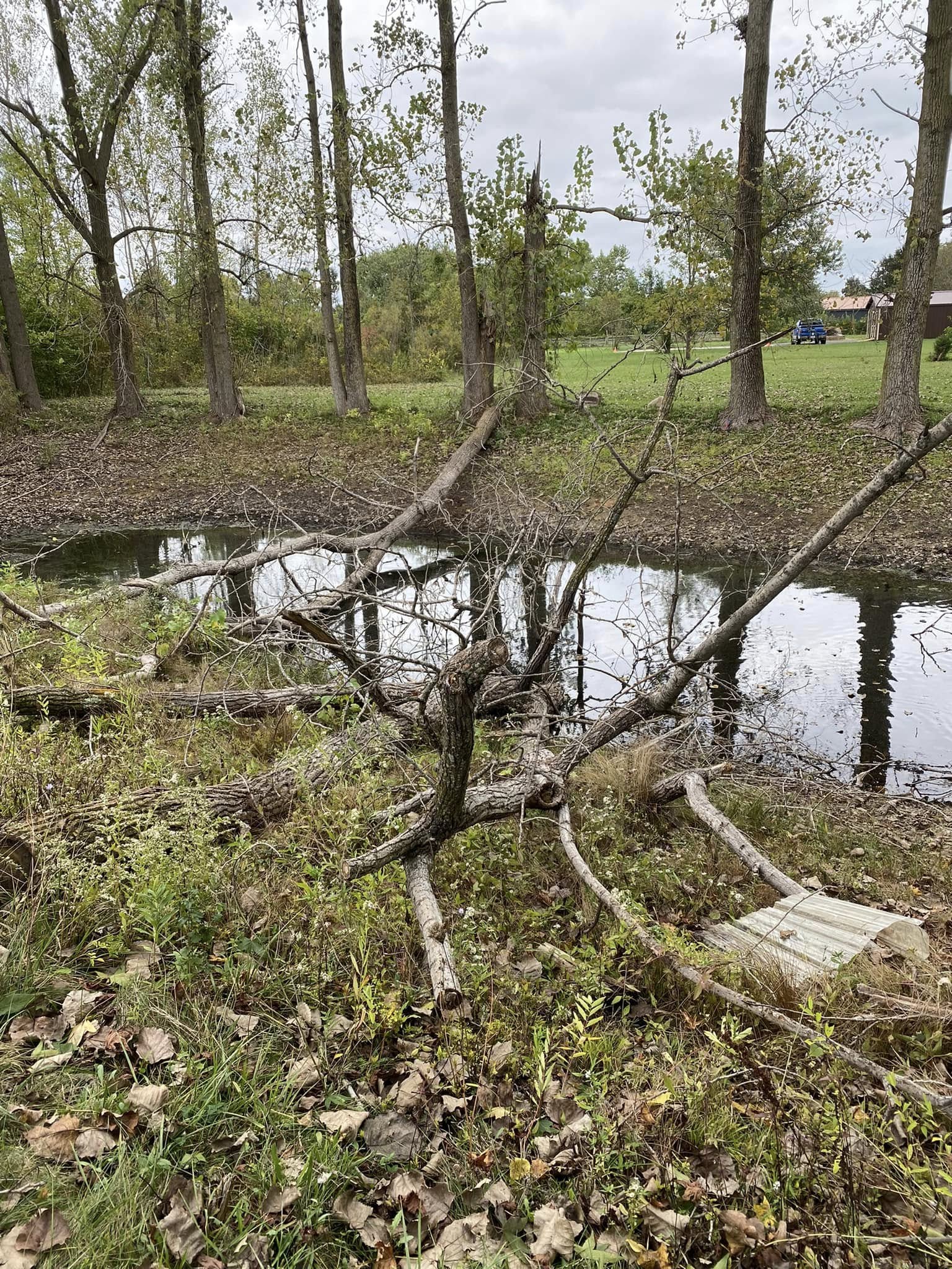 Overhaul team removing a leaning tree